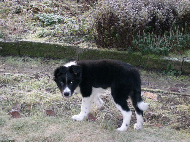 Border Collie