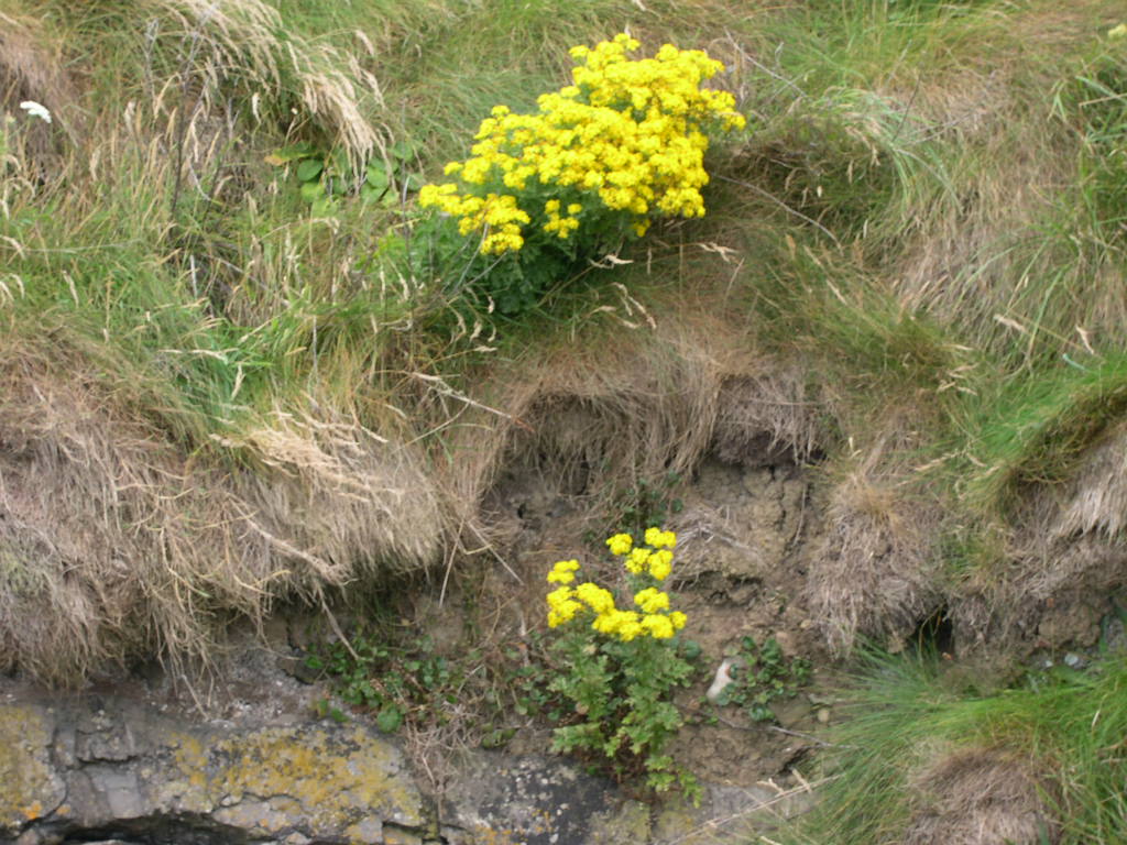 Blume am Fels
