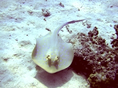 Tobia Kebir Blaupunkt-Rochen